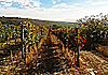Vinobraní 2016