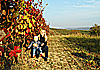 Vinobraní 2016