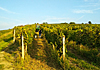 Vinobraní 2019