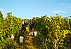 Vinobraní 2019