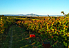 Vinobraní 2019