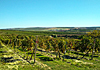 Vinobraní 2019